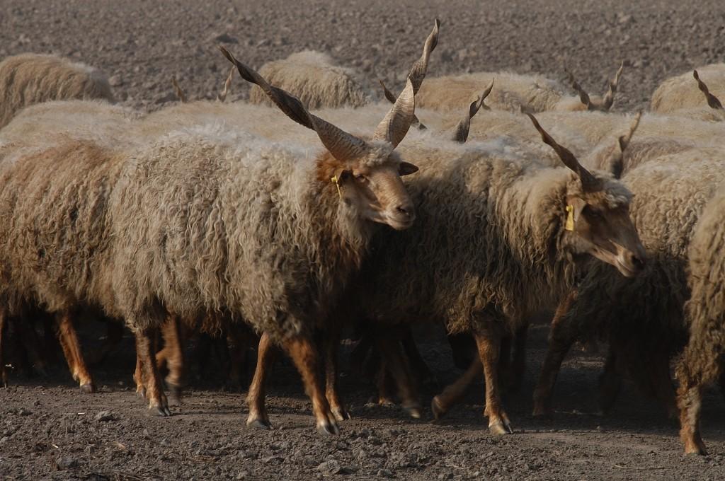 magyar-racka