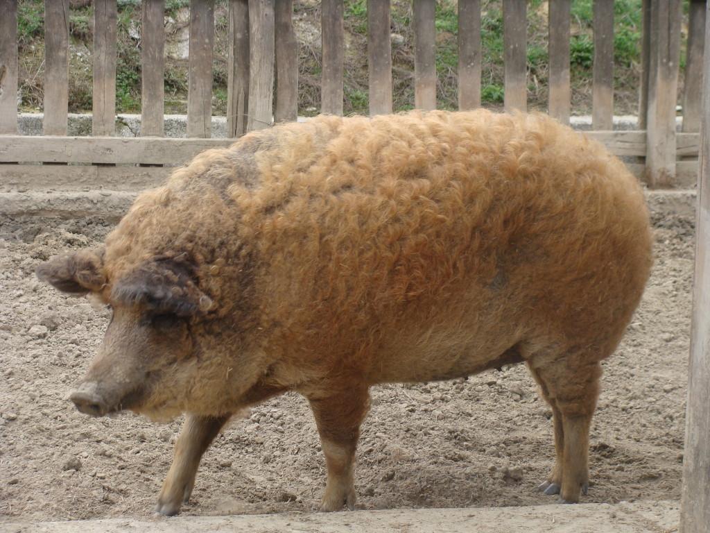 mangalica-sertes